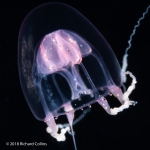 Merga violacea medusa, from Florida, Western Atlantic