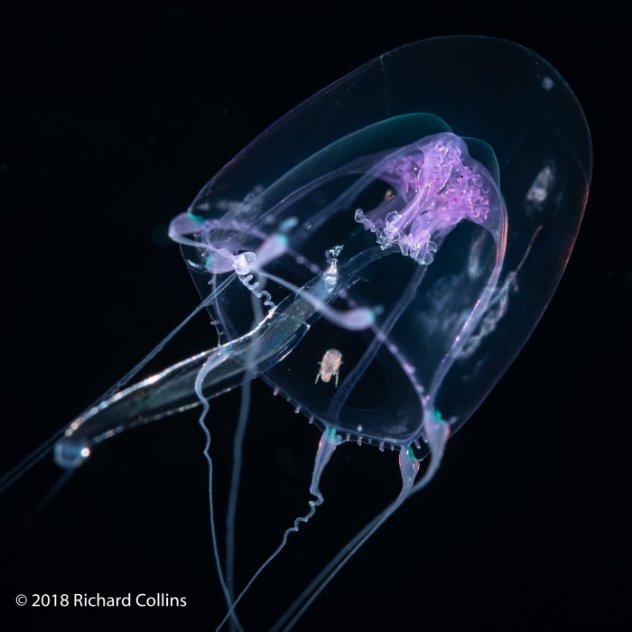 Merga violacea medusa, from Florida, Western Atlantic