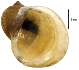 Ampullaceana ampla shell