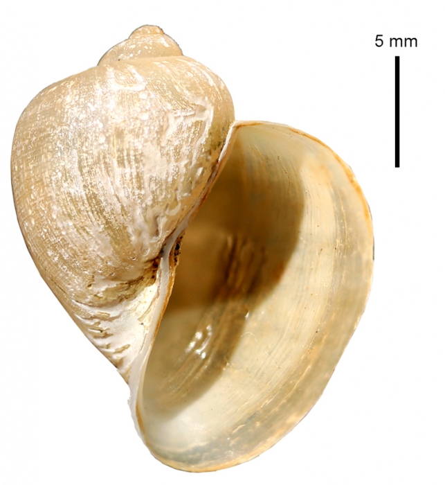 Stagnicola emarginata var. mighelsi Stagnicola emarginata var. mighelsi