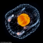 Thecocodium quadratum medusa, from Florida, Western Atlantic