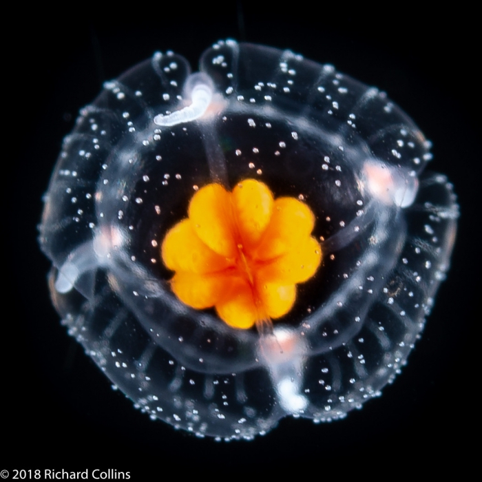 Thecocodium quadratum medusa, from Florida, Western Atlantic