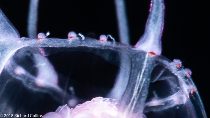 Cirrhitiara superba medusa, from Florida, Eastern Atlantic Cirrhitiara superba medusa, from Florida, Eastern Atlantic