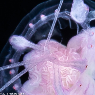 Cirrhitiara superba medusa, from Florida, Eastern Atlantic