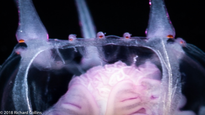 Cirrhitiara superba medusa, from Florida, Eastern Atlantic Cirrhitiara superba medusa, from Florida, Eastern Atlantic