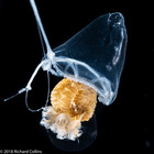 Larsonia pterophylla medusa, from Florida, Western Atlantic