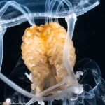 Larsonia pterophylla medusa, from Florida, Western Atlantic