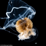 Larsonia pterophylla medusa, from Florida, Eastern Atlantic