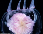 Cirrhitiara superba medusa, from Florida, Eastern Atlantic