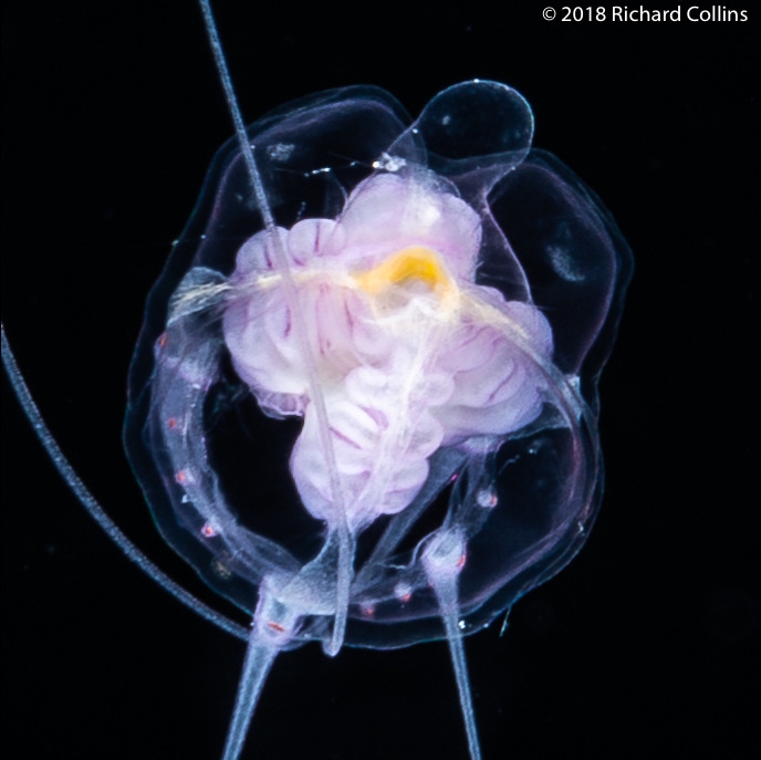 Cirrhitiara superba medusa, from Florida, Eastern Atlantic Cirrhitiara superba medusa, from Florida, Eastern Atlantic
