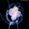 Hydrozoa (hydroids)