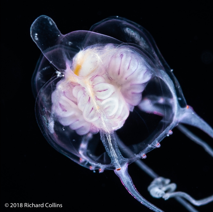 Cirrhitiara superba medusa, from Florida, Eastern Atlantic