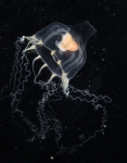 Leuckartiara octona medusa, ca 8 mm, from Kristineberg, Sweden