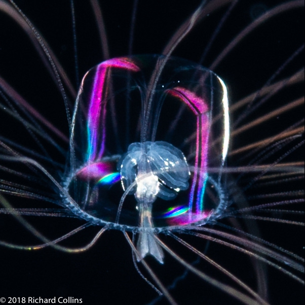 Aglaura hemistoma, from Florida, Western Atlantic