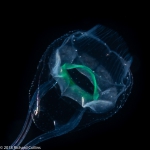 Solmundella bitentaculata medusa, from Florida, Western Atlantic