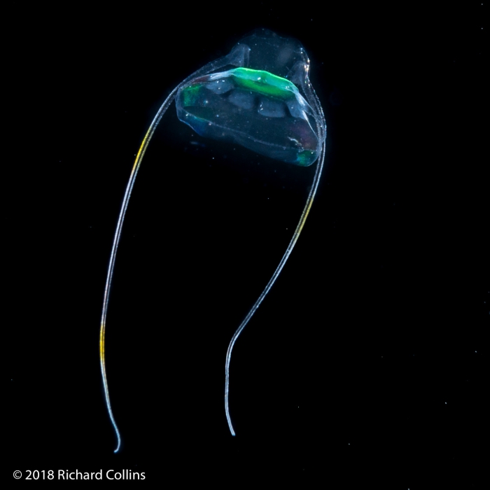 Solmundella bitentaculata medusa, from Florida, Western Atlantic Solmundella bitentaculata medusa, from Florida, Western Atlantic