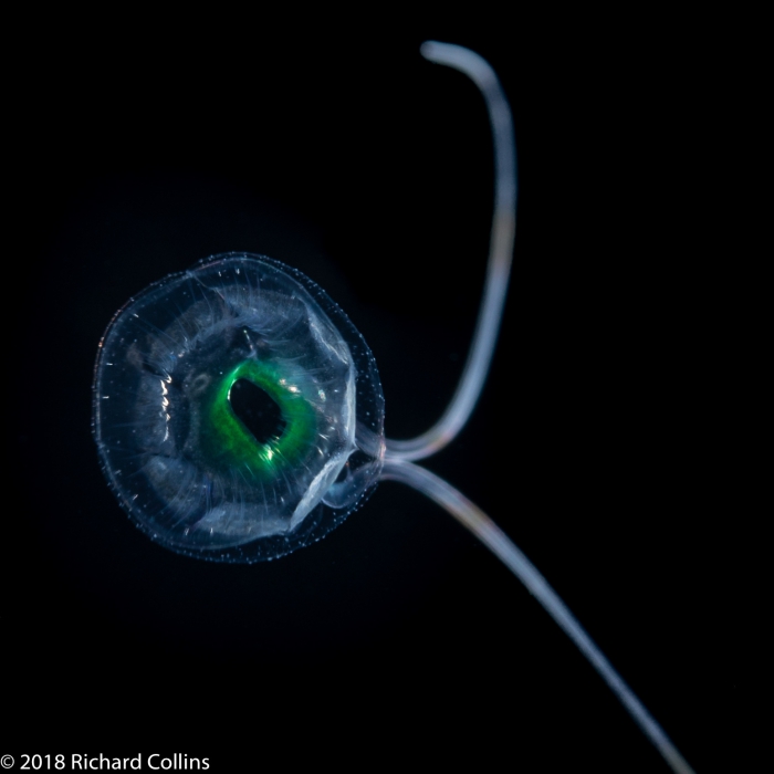 Solmundella bitentaculata medusa, from Florida, Western Atlantic