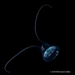 Solmundella bitentaculata medusa, from Florida, Western Atlantic