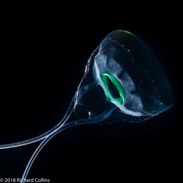 Solmundella bitentaculata medusa, from Florida, Western Atlantic