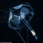 Liriope tetraphylla medusa, from Florida, Western Atlantic