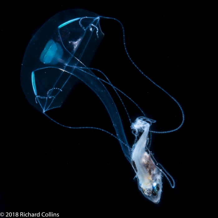 Liriope tetraphylla medusa, from Florida, Western Atlantic