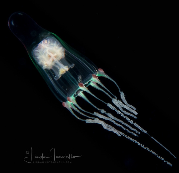 Leuckartiara cf. octonema medusa, from Ambon, Moluccas, Indonesia