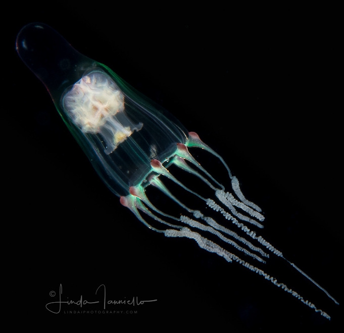 Leuckartiara cf. octonema medusa, from Ambon, Moluccas, Indonesia Leuckartiara cf. octonema medusa, from Ambon, Moluccas, Indonesia