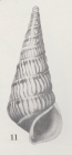 Rissoina royana (Iredale, 1924)