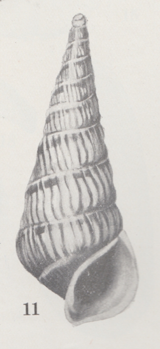 Rissoina royana (Iredale, 1924) Rissoina royana (Iredale, 1924)