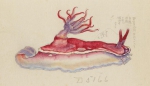 Hypselodoris rositoi, drawing by Kumataro Ito
