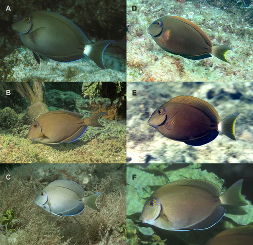 Acanthurus tractus & Acanthurus bahianus