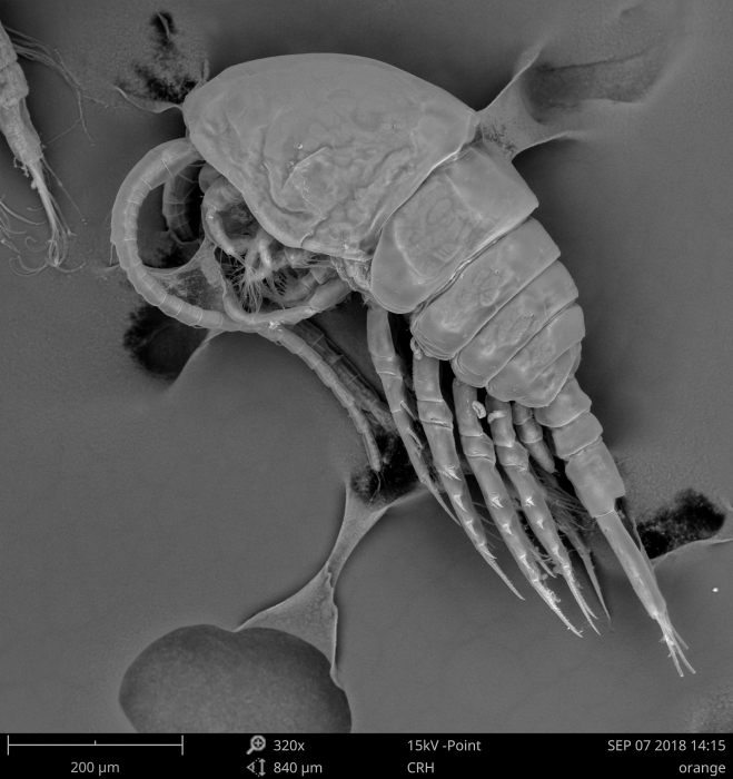 Temora longicornis (SEM photo) Temora longicornis (SEM photo)