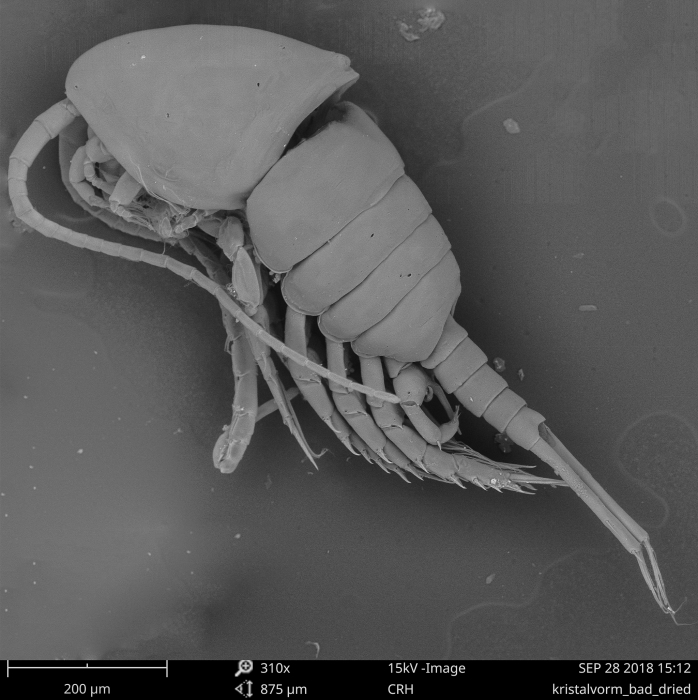 Temora longicornis (SEM photo) Temora longicornis (SEM photo)