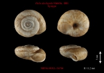 Helix dasilepida