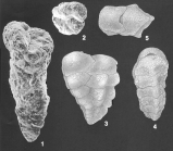 Gaudryina wrightiana Millett identified specimen