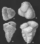 Migros flintii (Cushman) identified specimen