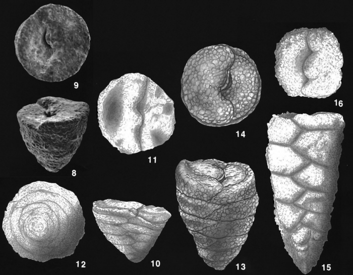 Textulariella simplex Cushman identified specimens