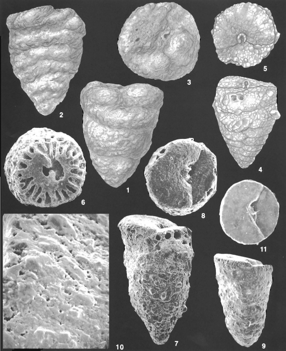 Textulariella parvacycla Loeblich & Tappan Holotype and Paratype specimens