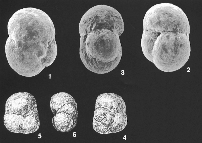 Ammoglobigerina globulosa (Cushman) identified specimen