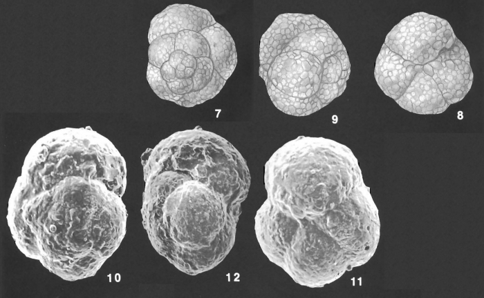 Paratrochammina challengeri Bronnimann & Whittaker identified specimen Paratrochammina challengeri Bronnimann & Whittaker identified specimen