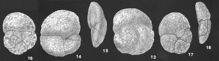 Tritaxis primitiva Bronnimann & Whittaker identified specimens