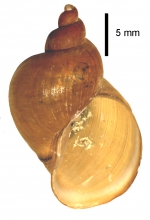 Ladislavella atkaensis