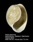 Haloa japonica