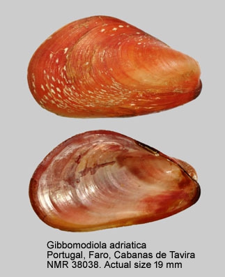 Gibbomodiola adriatica