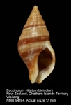 Buccinulum vittatum bicinctum