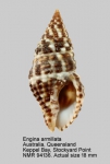 Pisaniidae