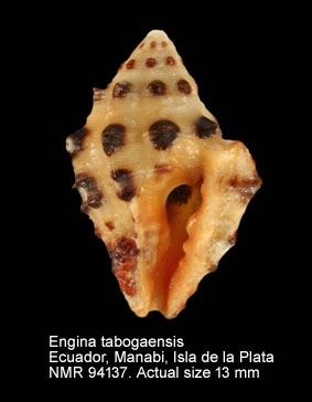 Engina tabogaensis