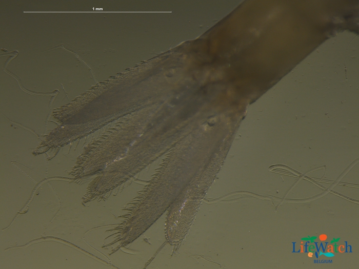 Anchialina agilis (G.O. Sars, 1877) Anchialina agilis (G.O. Sars, 1877)