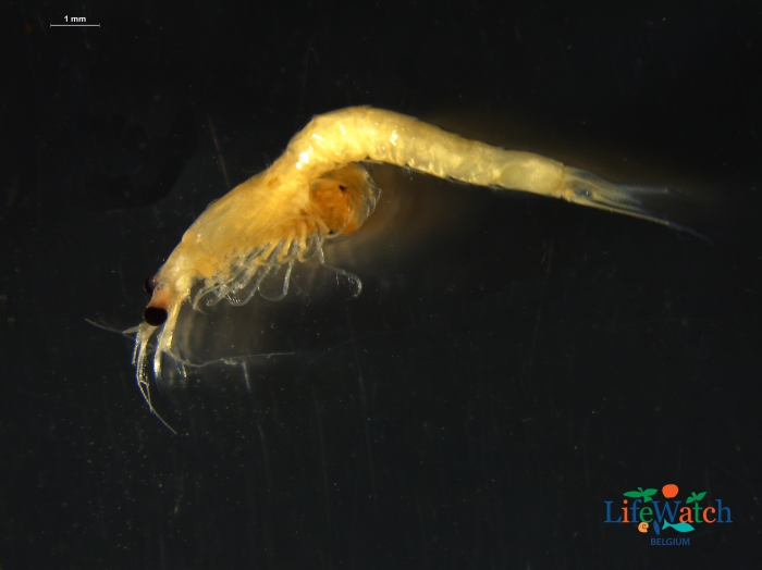 Schistomysis spiritus (Norman, 1860) Schistomysis spiritus (Norman, 1860)