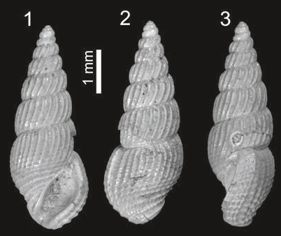 Rissoina tutongensis Harzhauser, Raven & Landau, 2018